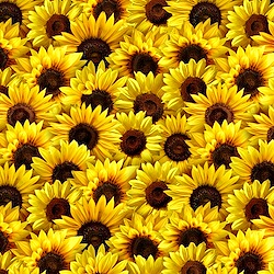 Yellow - Wildflower